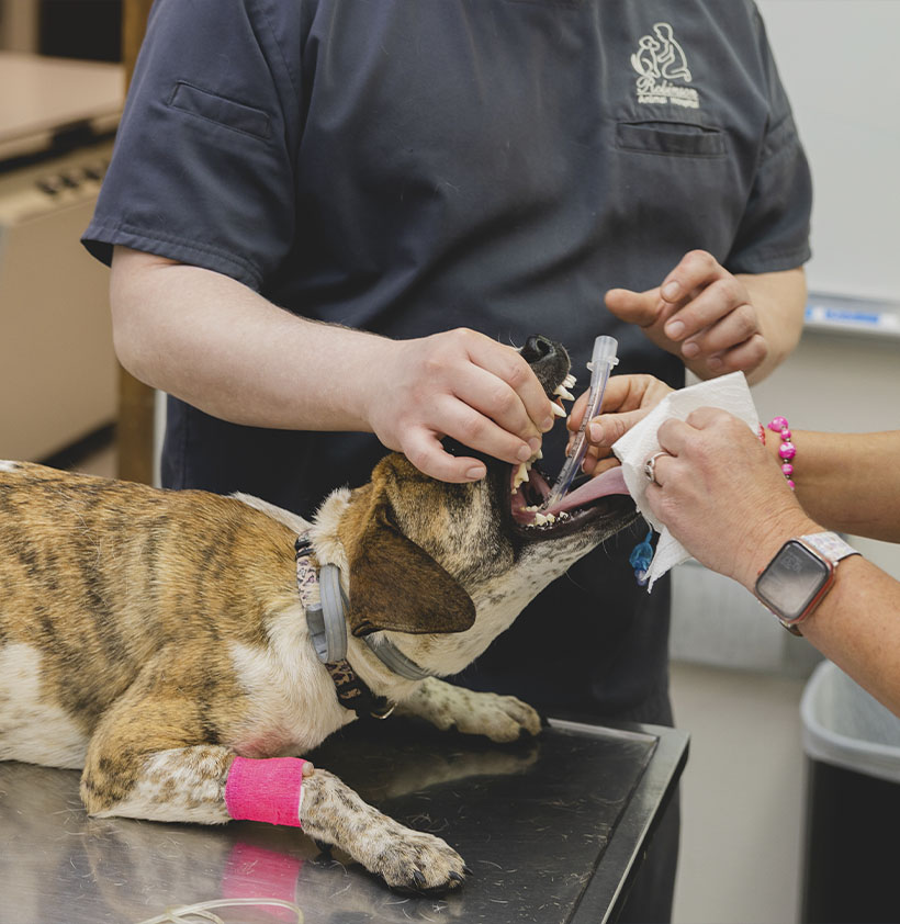 vet taking care of dog's teeth