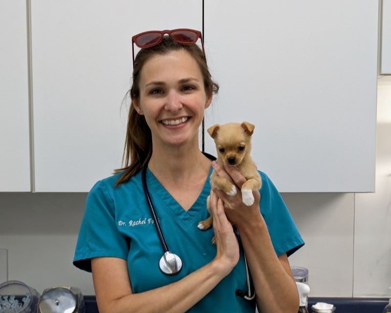 robinson animal hospital team member hugging a dog